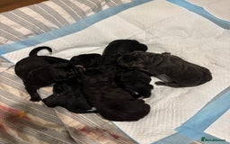 Cane Corso dogs for sale: 🐾Cane Corso Pups ready for Their Forever Homes!🐾 - Image 7