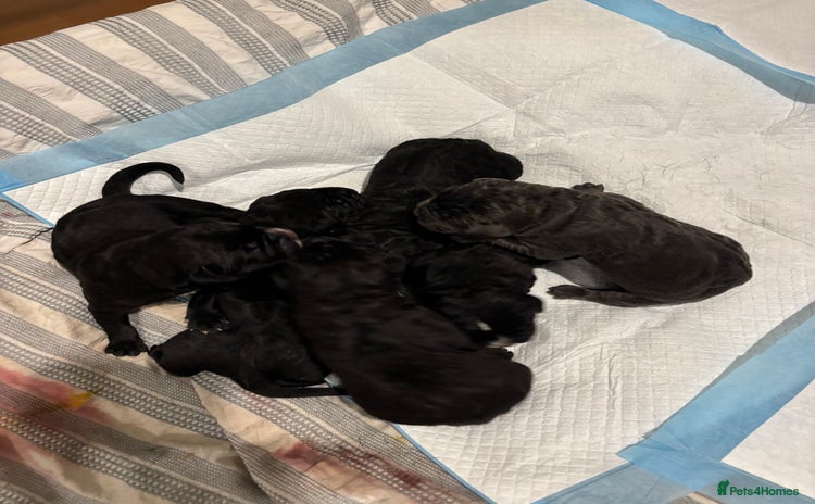 Cane Corso dogs - Advert 6