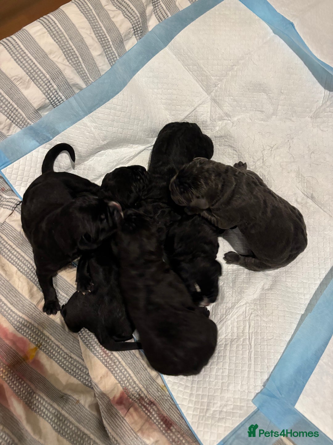 Cane Corso dogs for sale: 🐾Cane Corso Pups ready for Their Forever Homes!🐾 - Image 7