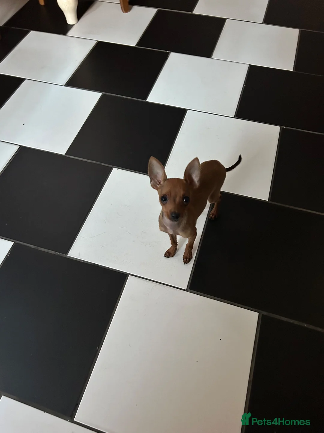 Miniature Pinscher dogs for sale: MINI PINTCHER FEMALE  - Advert 2