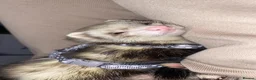 Ferret rodents for sale: (STILL AVALIABLE) Two hobs for rehoming. - Advert 3