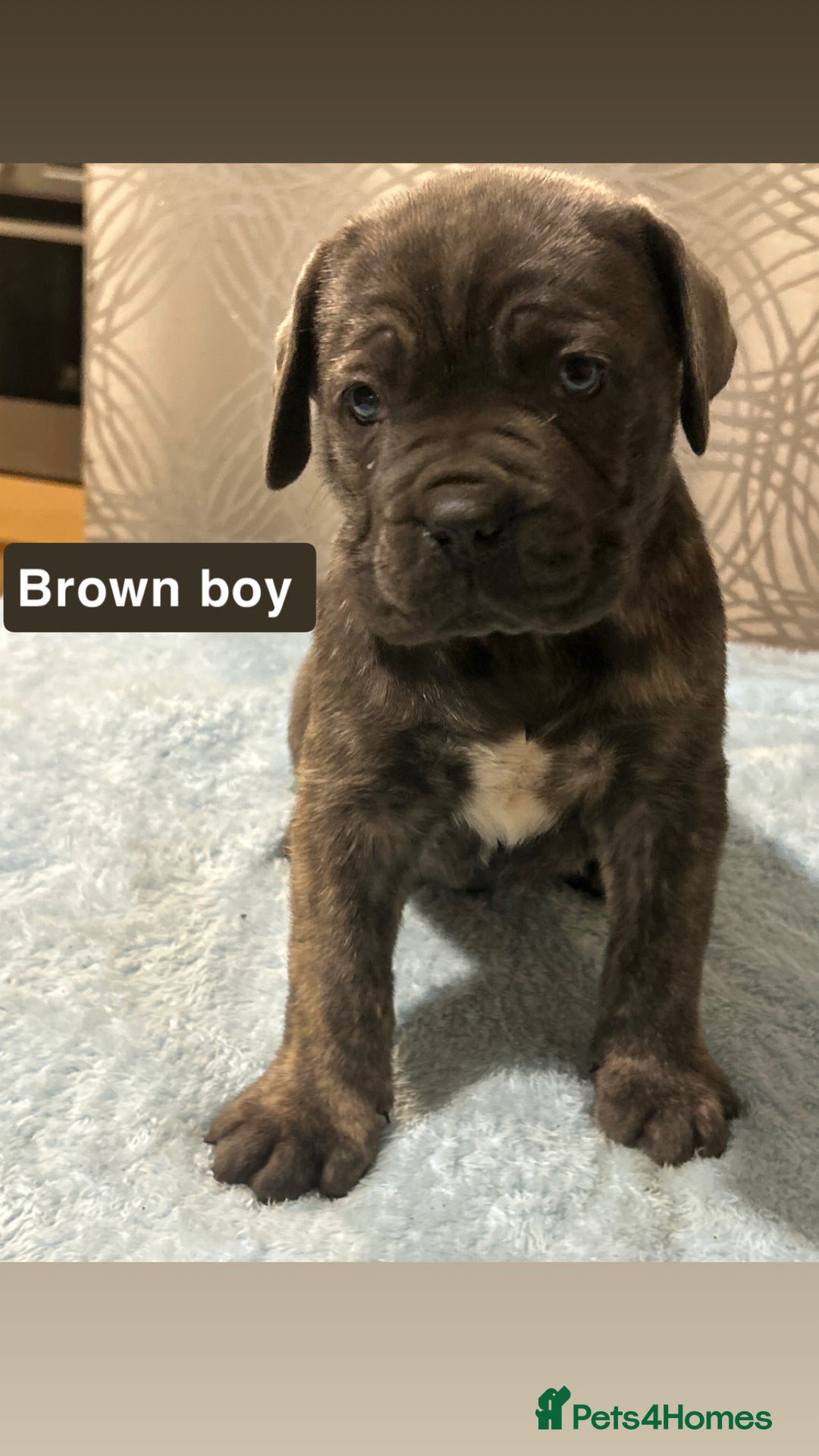 Cane Corso dogs for sale: 🐾 Stunning Cane Corso Puppies Available! 🐾 - Advert 10