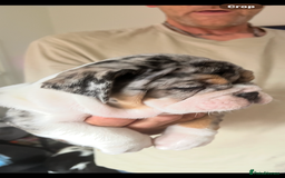English Bulldog dogs for sale: We have 3 beautiful Bulldog girls  - Image 6