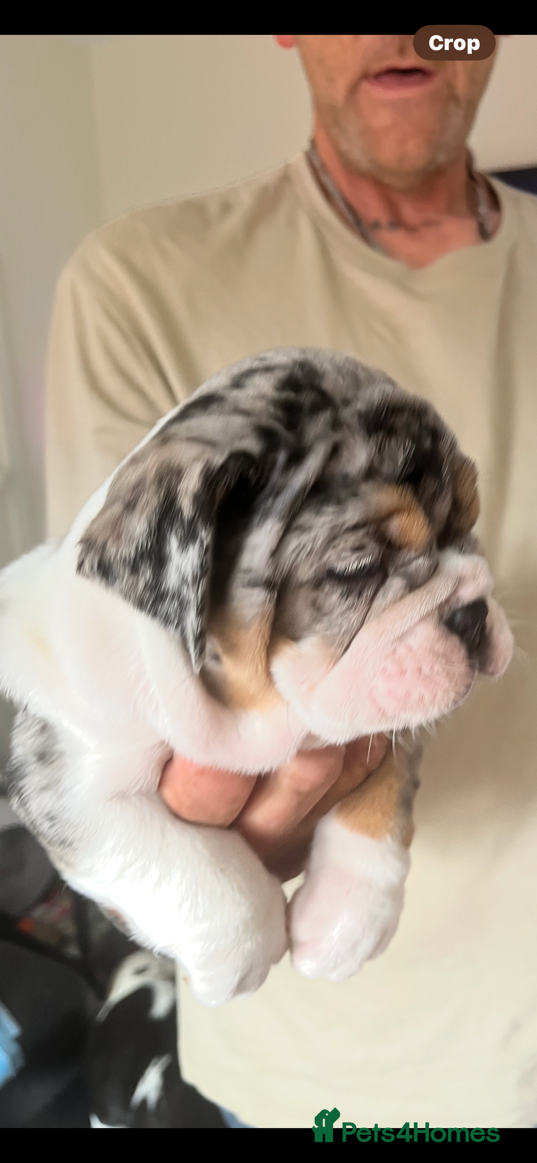English Bulldog dogs for sale: We have 3 beautiful Bulldog girls  - Image 6
