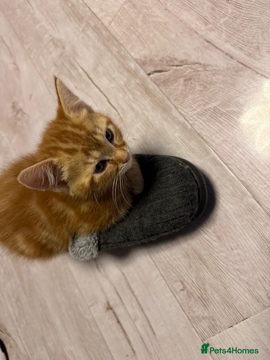 Mixed Breed cats for sale: 5 beautiful 11week old kittens for sale - Advert 13