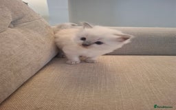 Ragdoll cats for sale: 🩵Blue Point KITTENS for sale!🩵 - Image 20