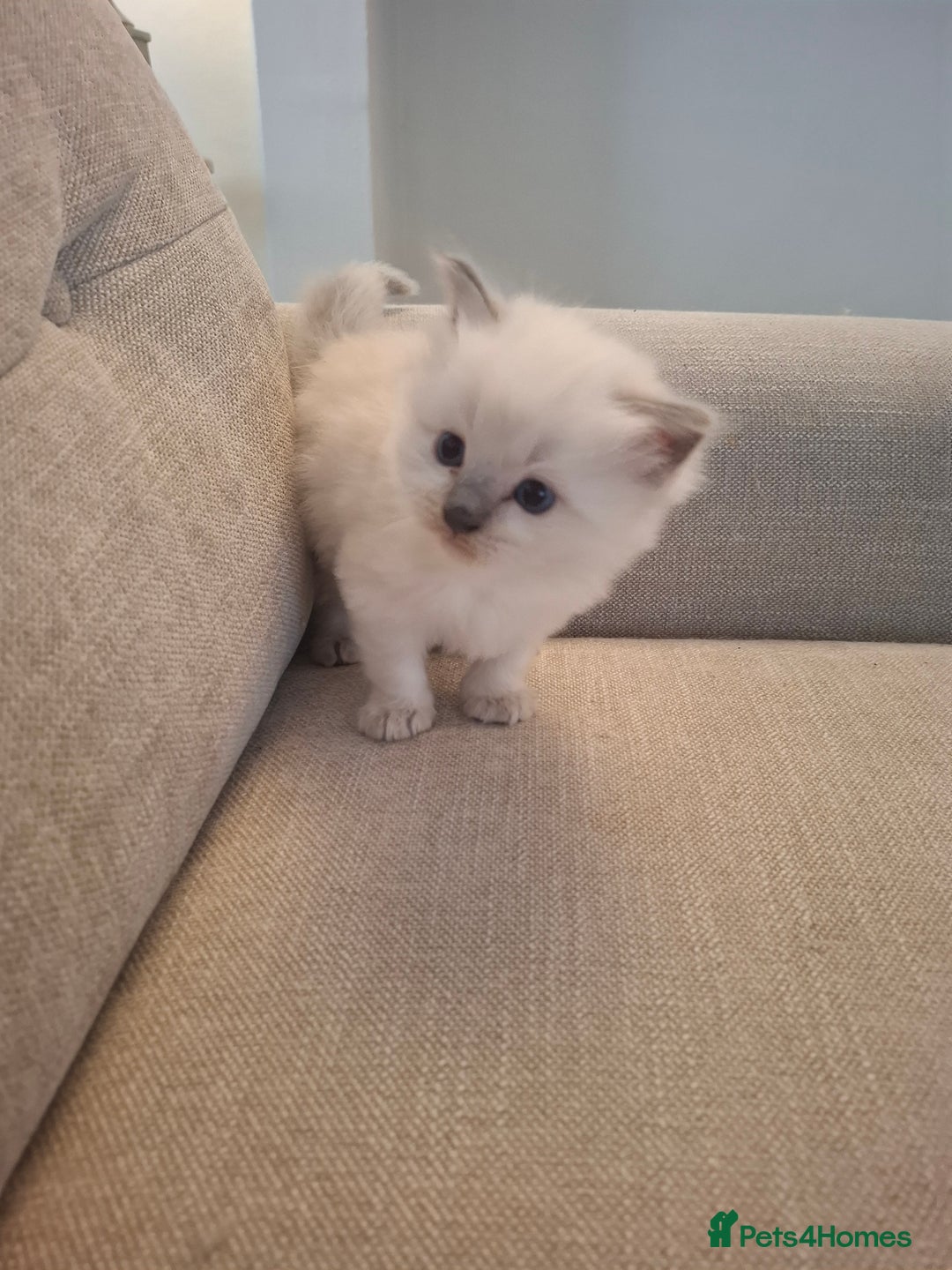 Ragdoll cats for sale: 🩵Blue Point KITTENS for sale!🩵 - Image 20