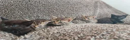 Mixed Breed cats for sale: Kittens for sale  - Advert 15