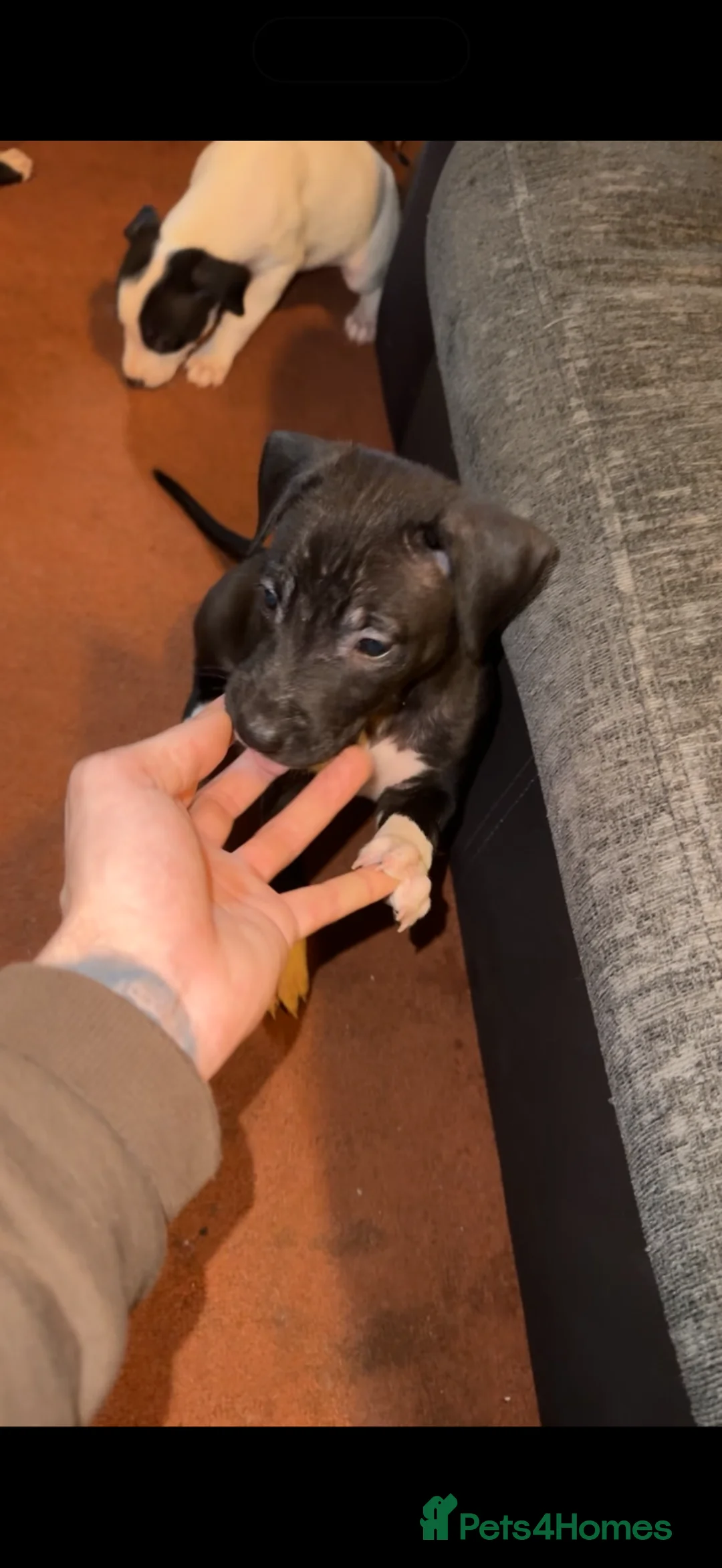 Lurcher dogs for sale: Bull lurchers ready to leave - Advert 2