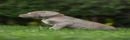 Cane Corso dogs for sale: 5 Towns Italian cane corso spring litter  - Advert 27