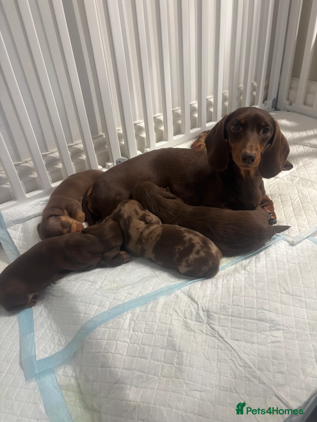 Miniature Dachshund dogs for sale: Miniature dachshund beautiful litter - Advert 1