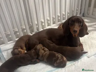 Miniature Dachshund dogs Miniature dachshund beautiful litter - Advert 1