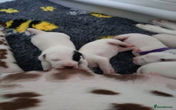 Dalmatian dogs for sale: Looking for 5* homes   - Image 3