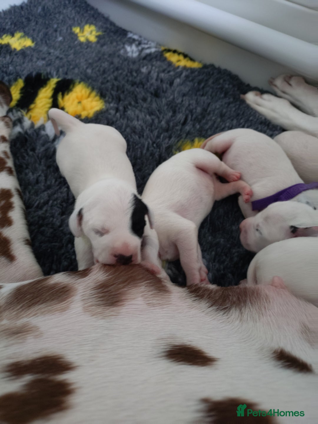 Dalmatian dogs for sale: Looking for 5* homes   - Image 3