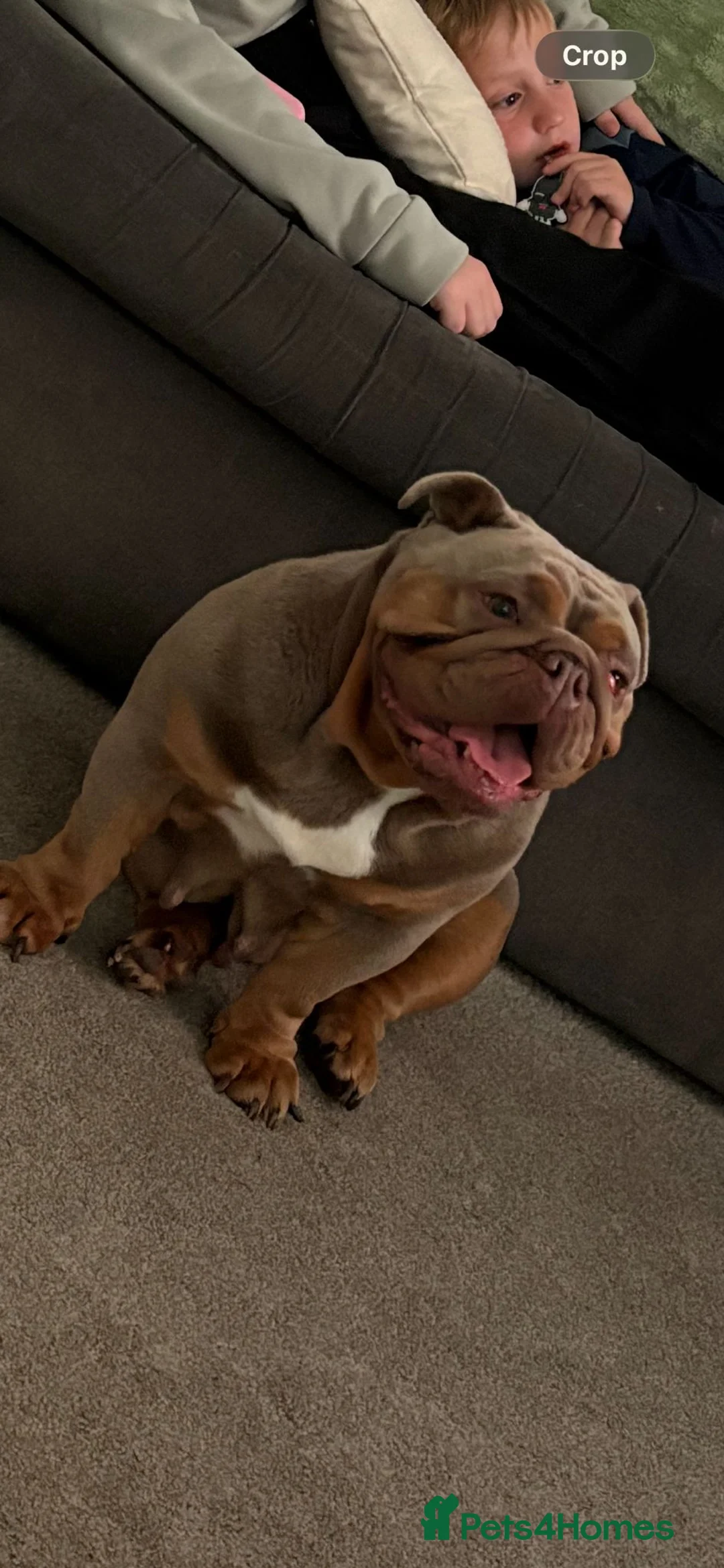 English Bulldog dogs for sale: Female British bulldog  - Advert 2