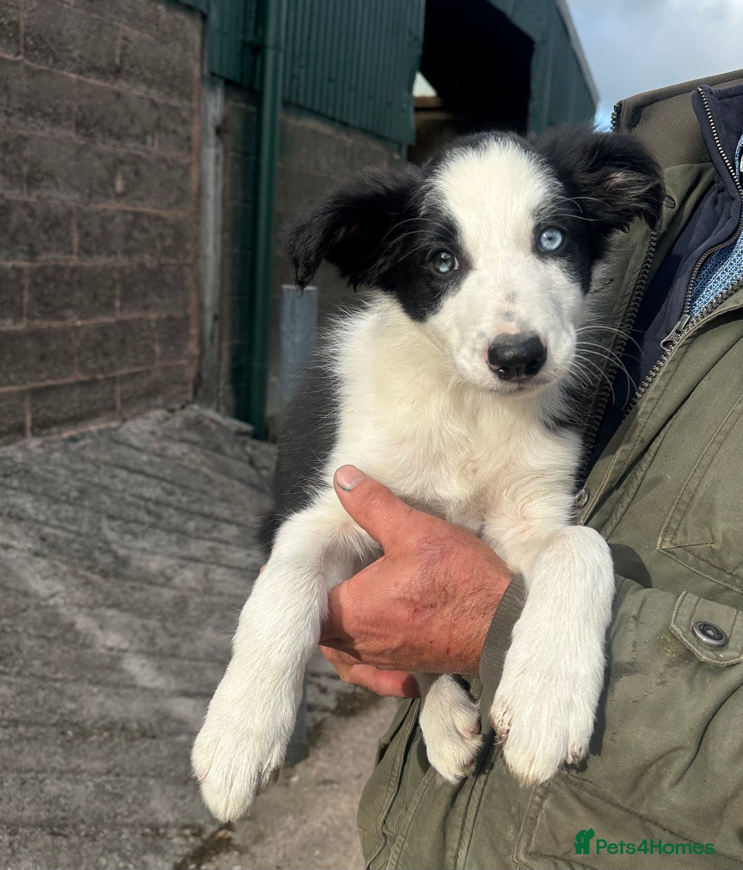 Border Collie dogs for sale: 2 Male border collie pups  - Image 4