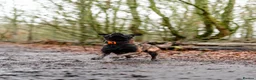 Belgian Shepherd Dog dogs for sale: FCI Female Family Protection Dog for Sale  - Advert 17