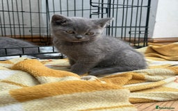 British Shorthair cats for sale: British Shorthair Full Blue Male - Image 5