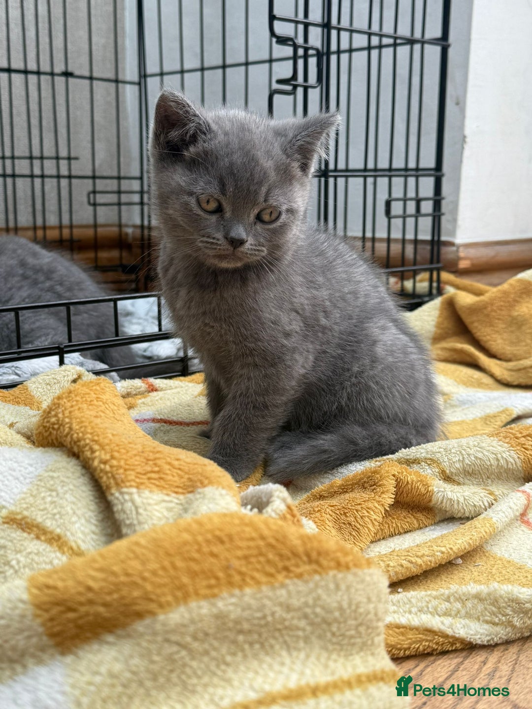 British Shorthair cats for sale: British Shorthair Full Blue Male - Image 5