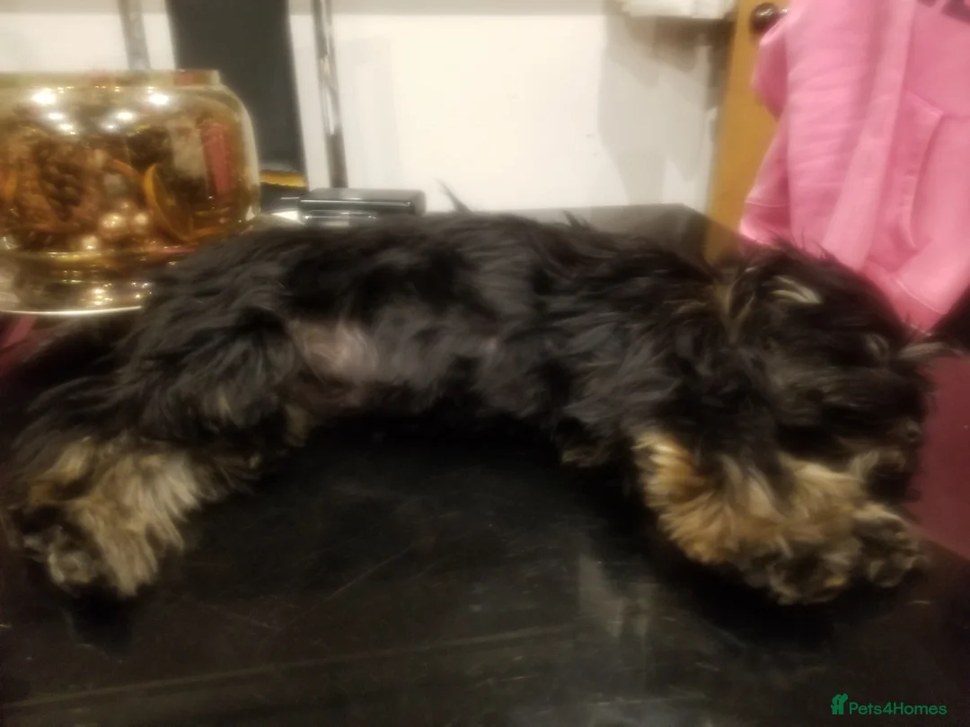 Biewer Terrier dogs for sale: Beautiful Biewer terrier girl in Kidderminster - Advert 2