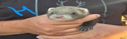 Ferret rodents for sale: Kits Half Bew Half Sandy in Stoke-on-Trent - Advert 4