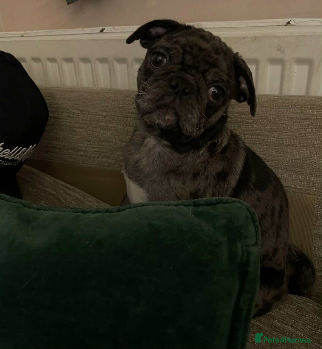 Pug dogs for sale: Loving Home Needed for Our Beautiful Puppy –Albert - Advert 6