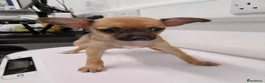 Chihuahua 2