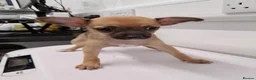 Chihuahua dogs for sale: Chihuahua puppies  - Advert 3