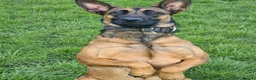 Belgian Shepherd Dog dogs for sale: Belgian malinois x german shepherd  - Advert 4