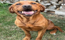 Labrador Retriever dogs for sale: Fox Red Labrador Bitch - Image 6
