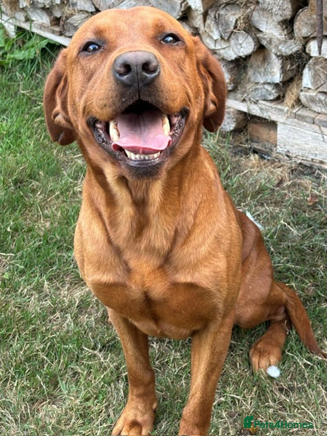 Labrador Retriever dogs for sale: Fox Red Labrador Bitch - Image 6