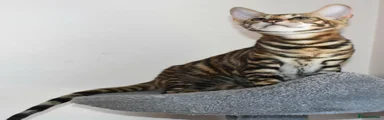 Toyger 2