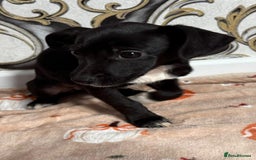 Mixed Breed dogs for sale: Cocker jack - Image 9