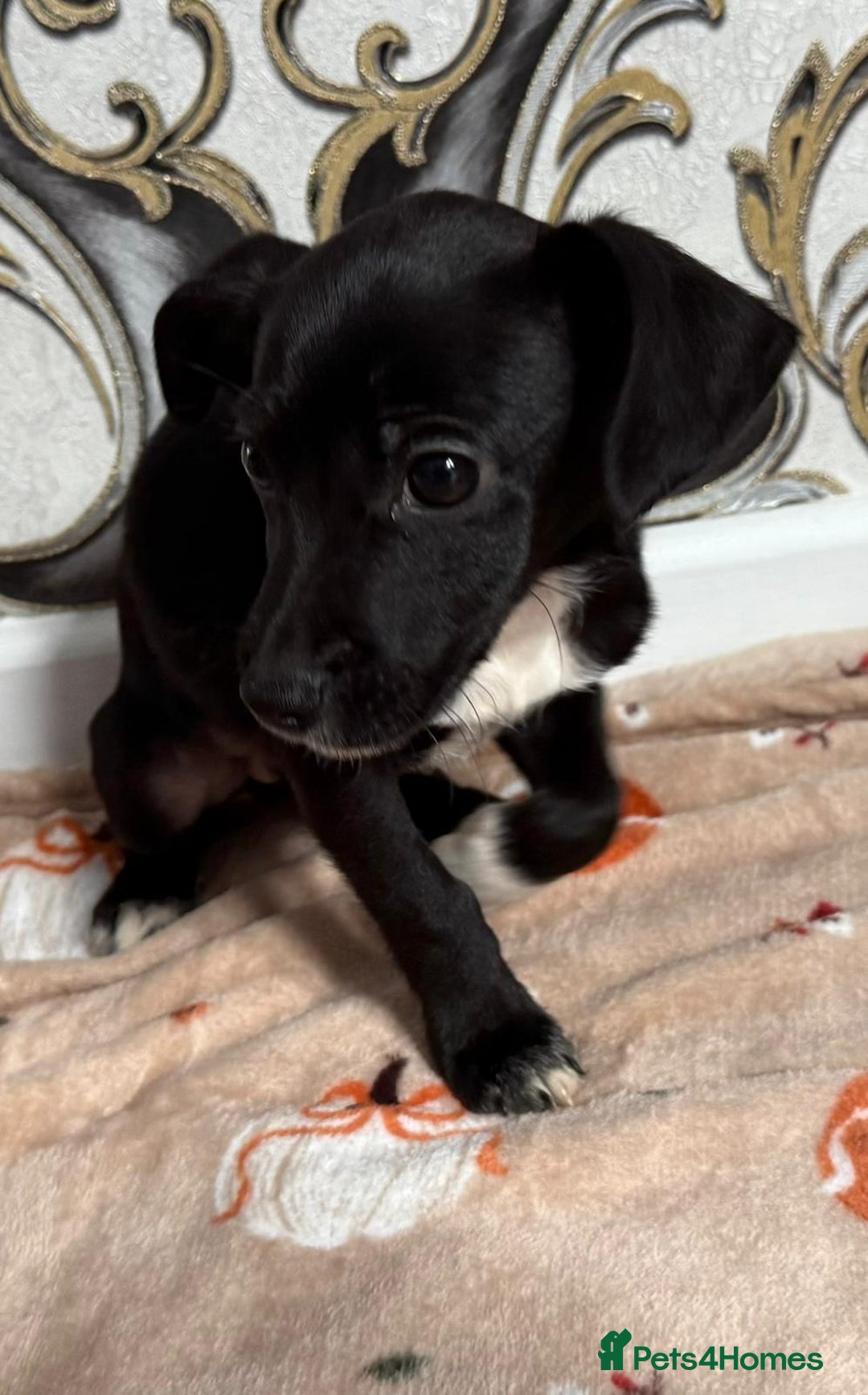 Mixed Breed dogs for sale: Cocker jack - Image 9