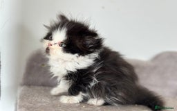 Persian cats for sale:  1 boy left !Adorable  Persian kittens available  - Image 8