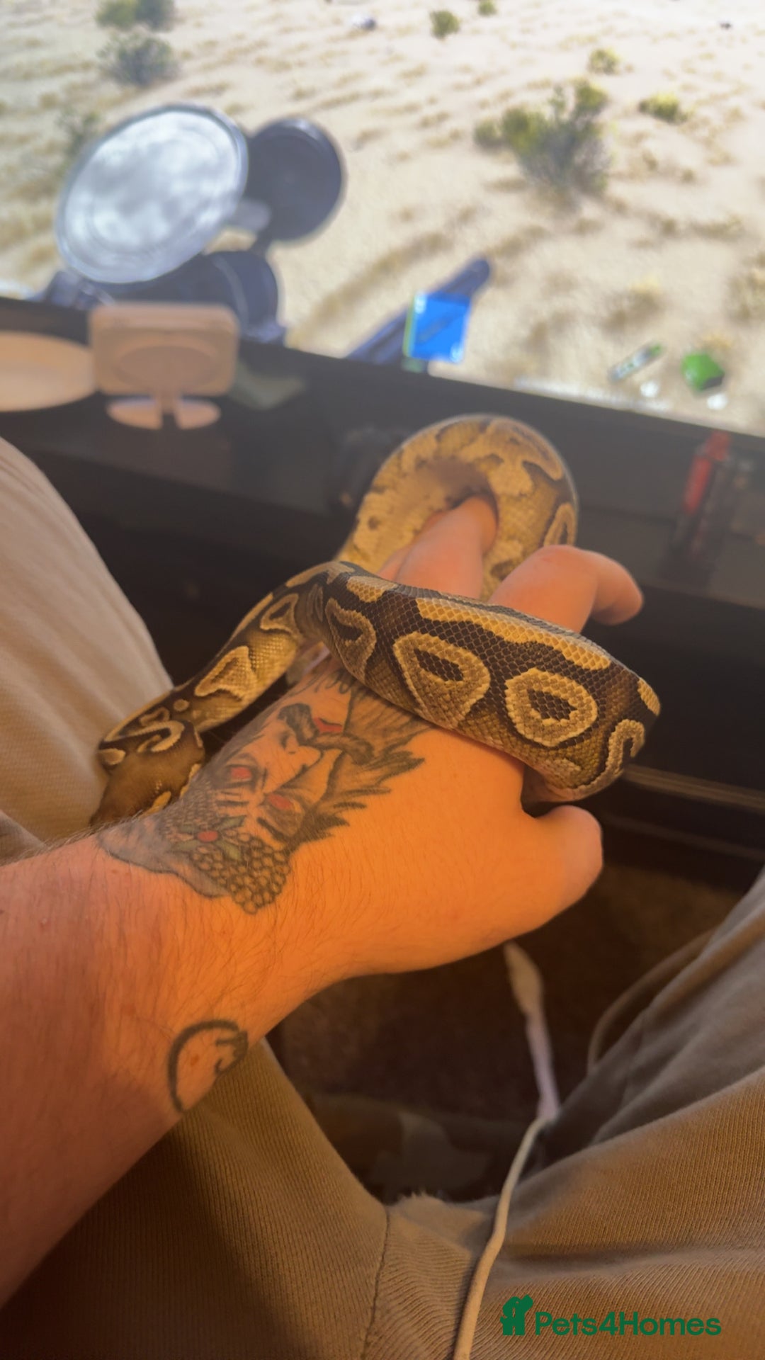 Python Snake reptiles for sale: Dottie the  ball python  - Advert 2