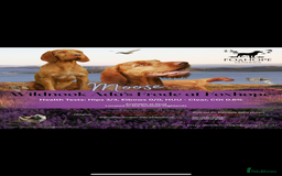 Hungarian Vizsla dogs for sale: Wirehaired Vizsla’s - Image 37