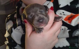 Mixed Breed dogs for sale: Whippet x Italian greyhounds for sale  - Image 15