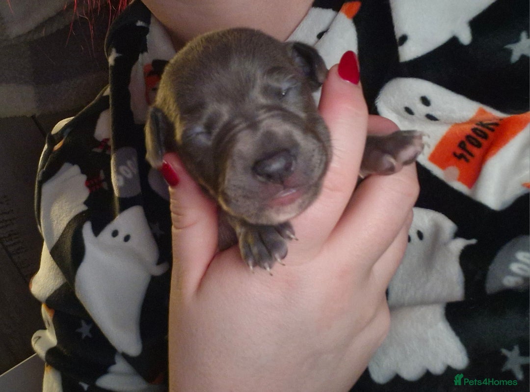 Mixed Breed dogs for sale: Whippet x Italian greyhounds for sale  - Image 15