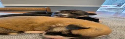 Welsh Corgi Pembroke dogs for sale: 9 ADORABLE CORGIS🐾💖💙DNA HEALTH TESTED PARENTS🧬 - Advert 10