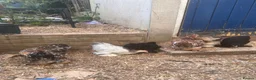 Chickens poultry for sale: Pekin bantams  - Advert 7