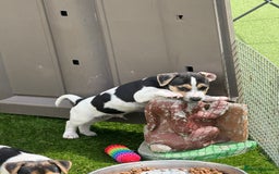 Jack Russell dogs for sale: 🐾Jack Russell Puppies🐾 - Image 9