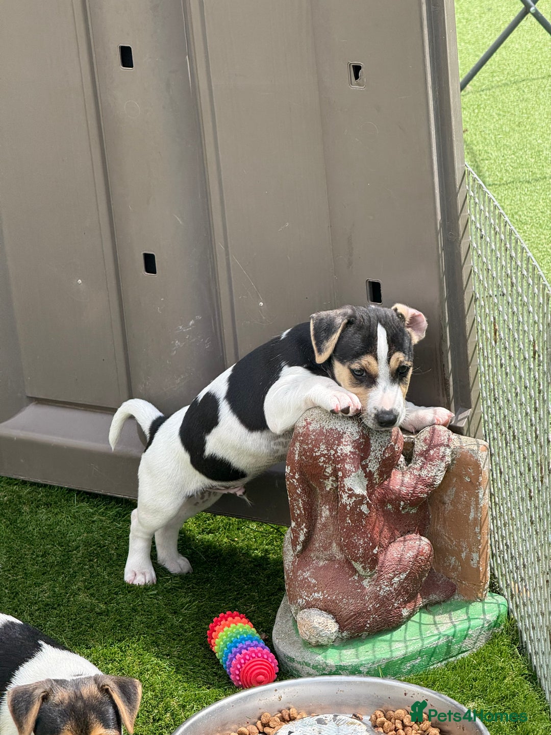 Jack Russell dogs for sale: 🐾Jack Russell Puppies🐾 - Image 9