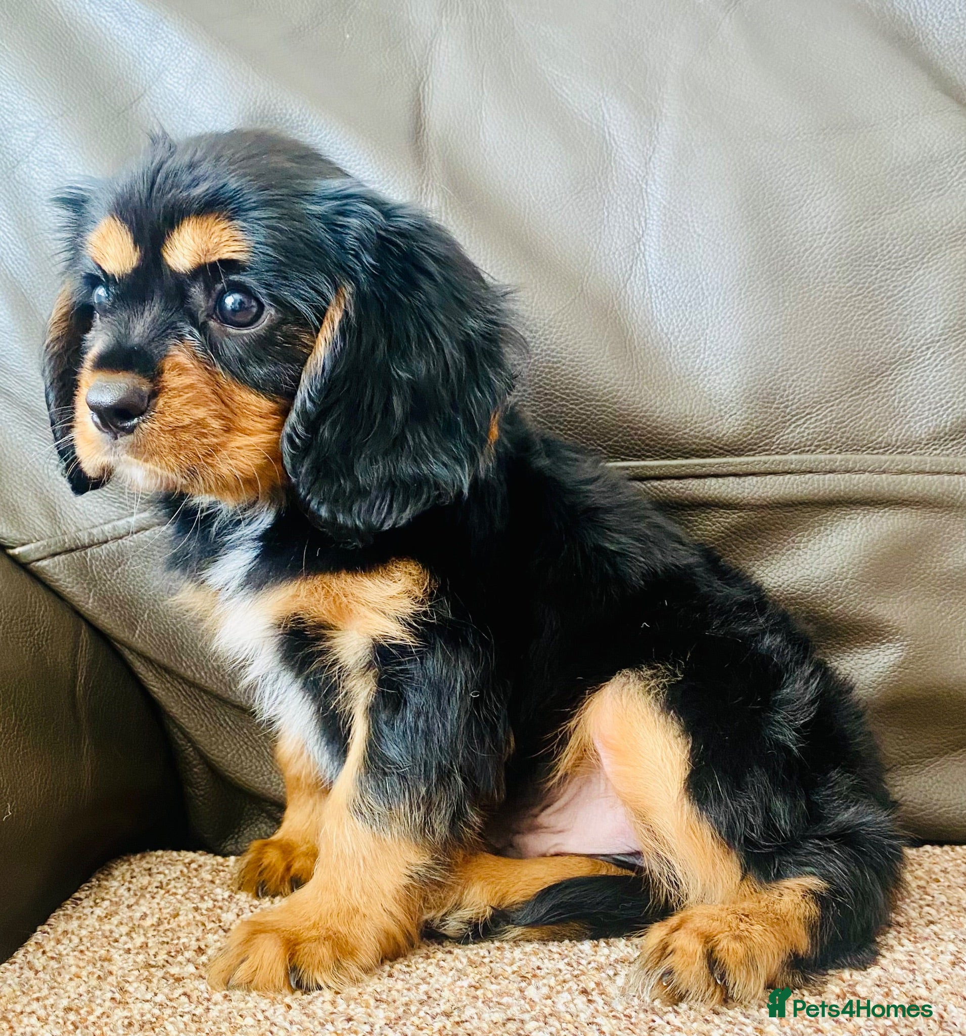 Cavalier King Charles Spaniel dogs K.C registered Black n Tan Cavalier King Charles - Advert 5