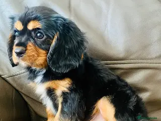 Cavalier King Charles Spaniel dogs K.C reg Black n Tan Cavalier King Charles ready - Advert 8