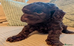Cockapoo dogs for sale: F2b cockapoo Puppies (all females) - Image 15