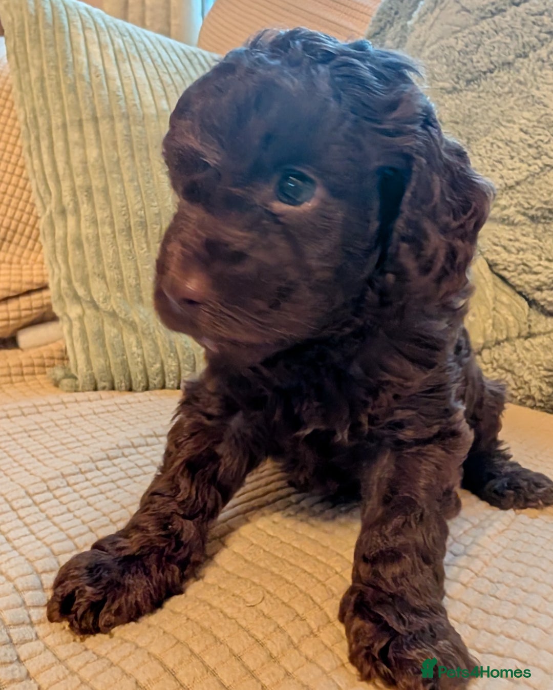 Cockapoo dogs for sale: F2b cockapoo Puppies (all females) - Image 15