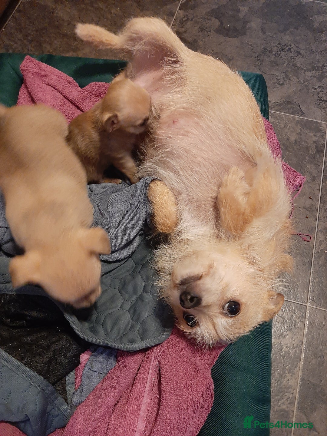 Mixed Breed dogs for sale: Male Chihuahua puppies for sale - Advert 8