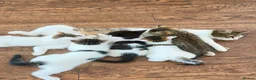 Bengal cats for sale: Hello - Advert 1