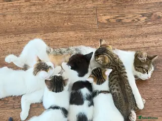 Mixed Breed cats Hello - Advert 1
